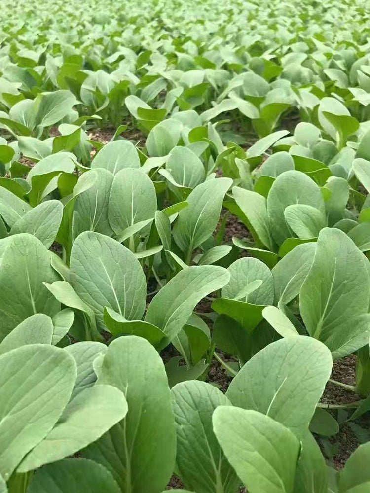 Round-Leaved Baby Bok Choy