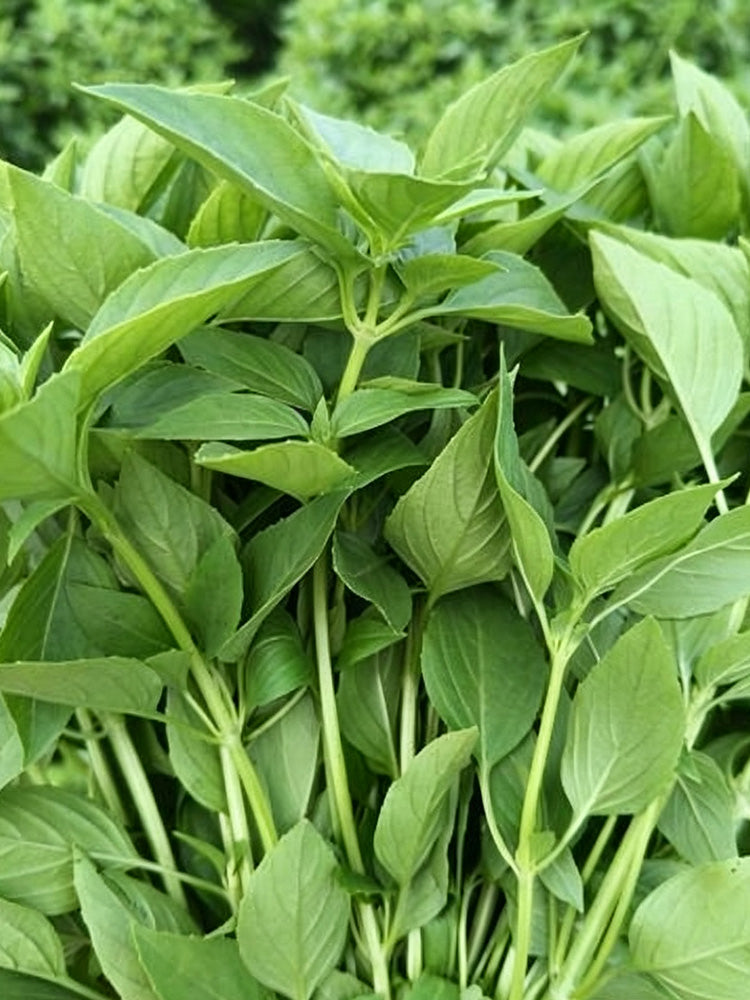 Chaozhou Jin Bu Huan Thai Basil