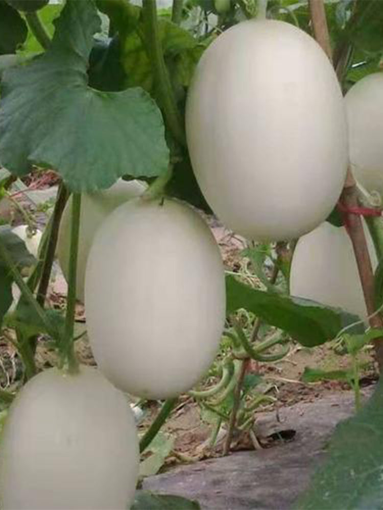 White Sweet Queen Melon