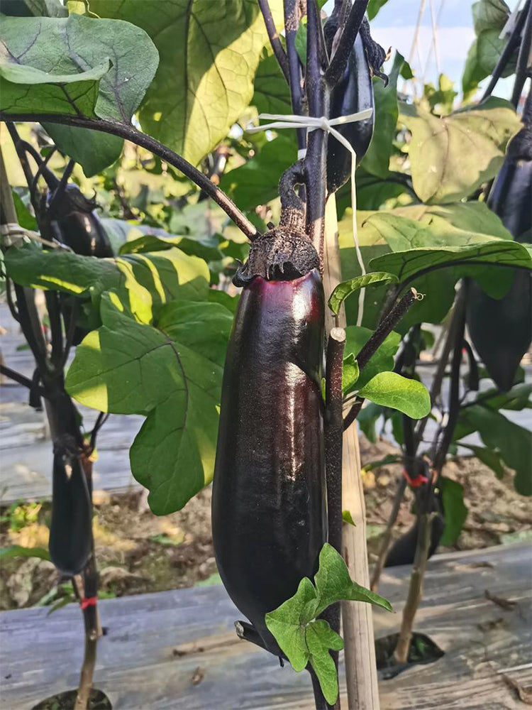 Delicious Grilling-Friendly Eggplant