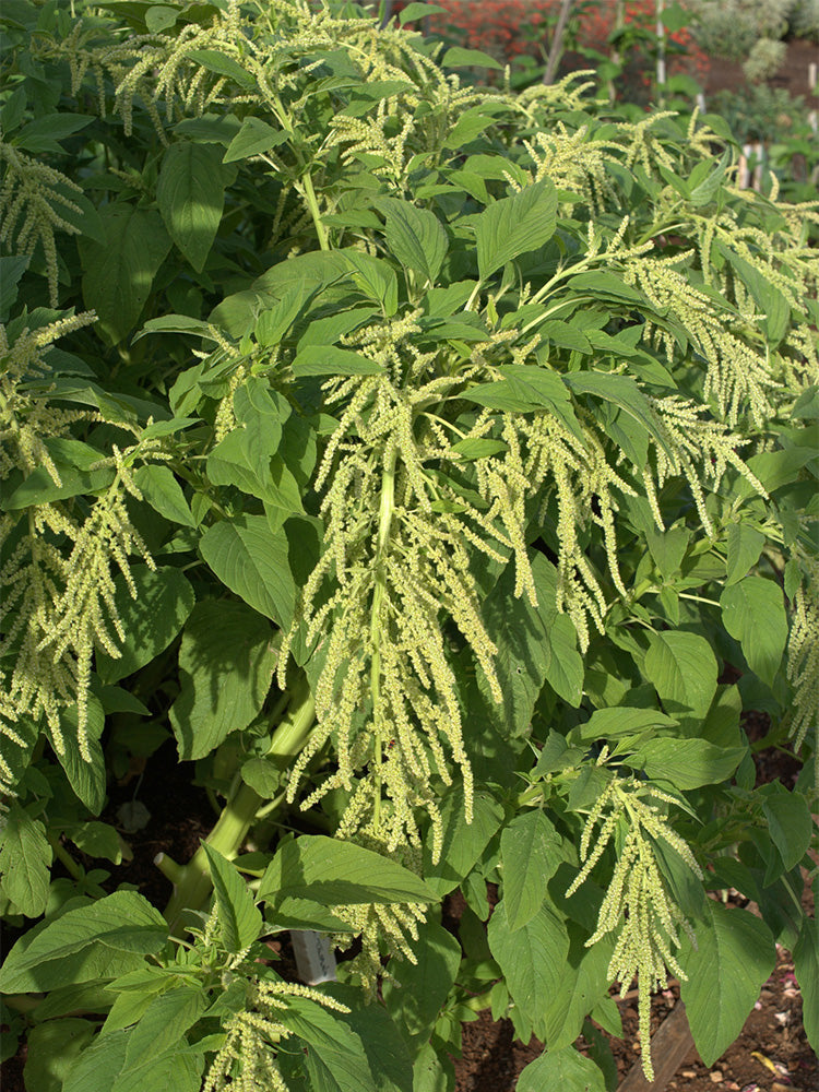 Green Love-lies-bleeding Flower