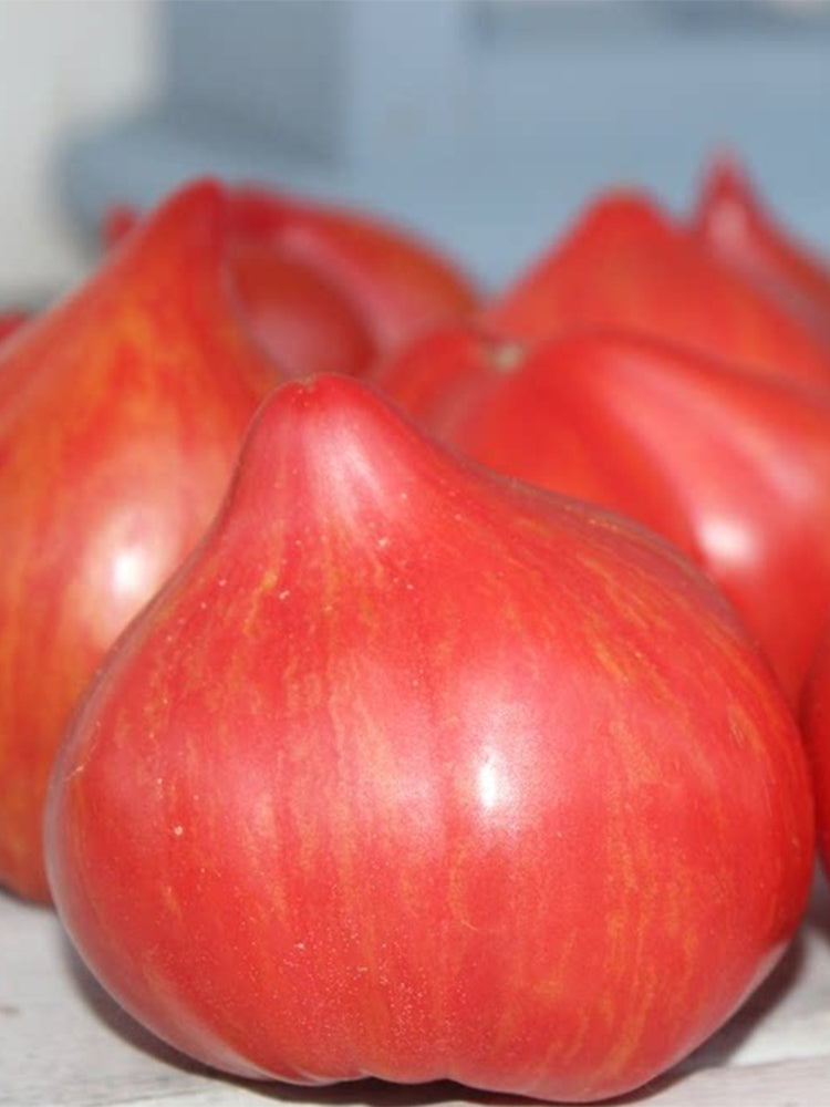 Tree of Hearts Tomato