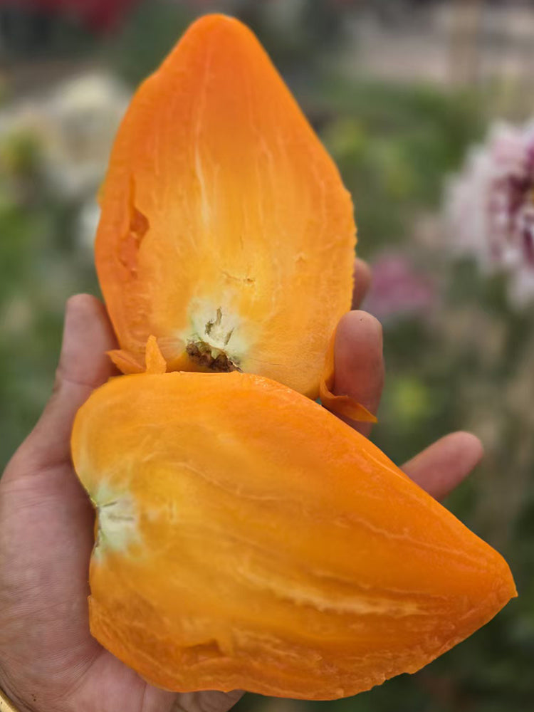 1059 Tatiana's Orange Heart Tomato