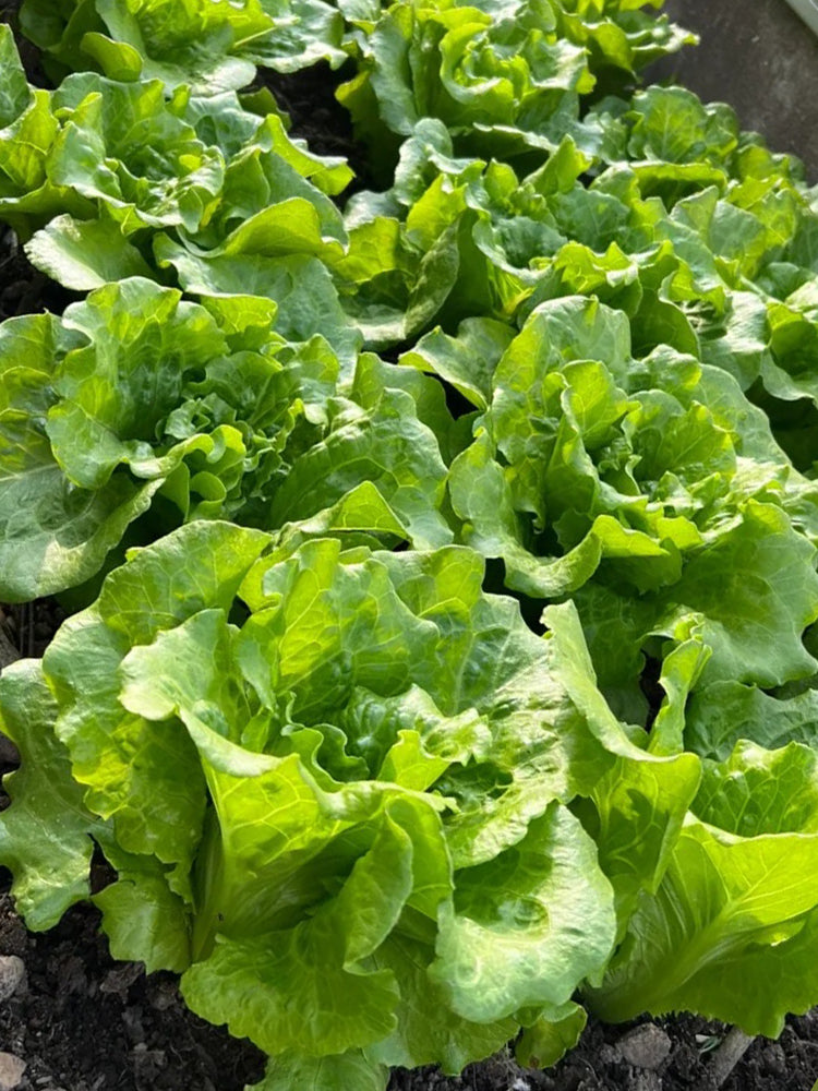 Year-Round Slow-Bolting Lettuce King