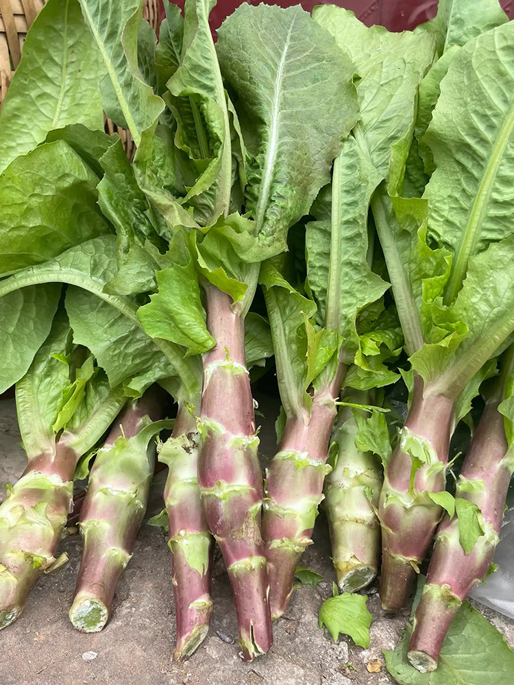 'Jiemei' Red Celtuce