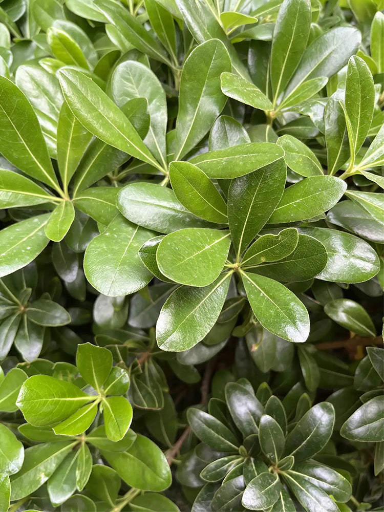 Pittosporum tobira