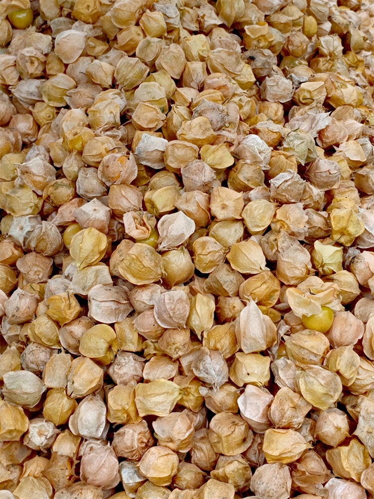 Golden Ground Cherry