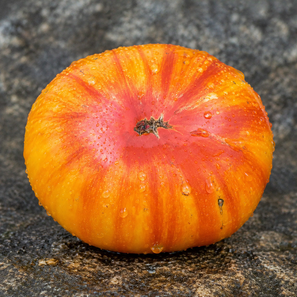 95 Dwarf Big Orange Stripe Tomato