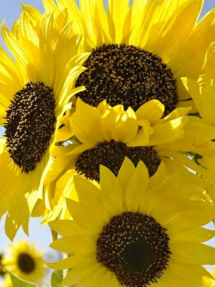 Lemon Yellow Sunflower