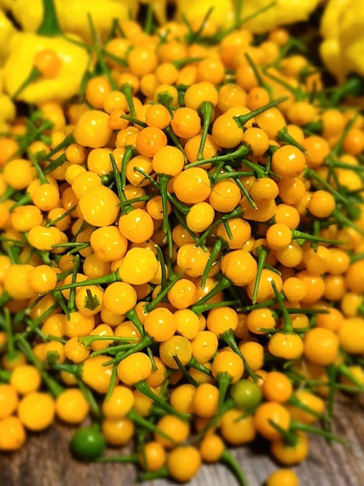 Aji Charapita