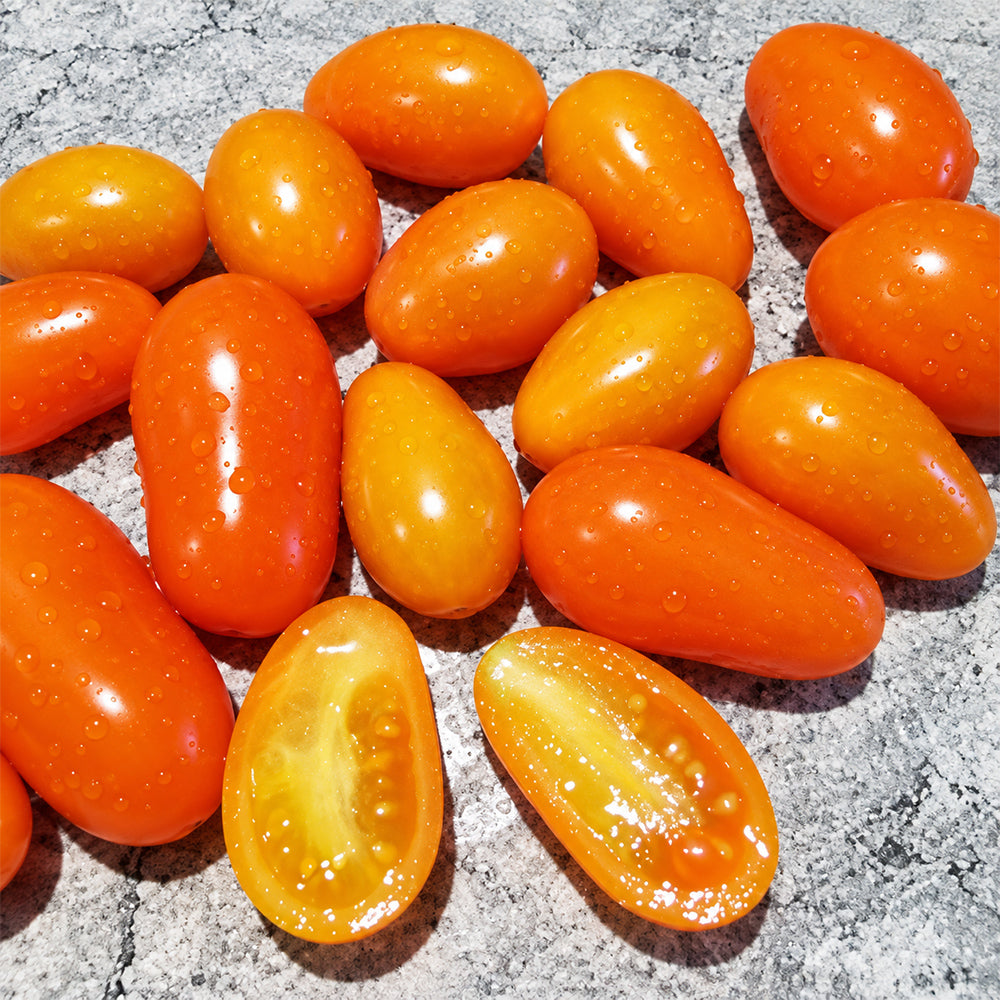 476 Orangey Tomato