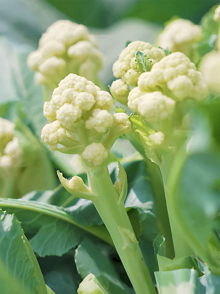 Sweet & Crisp Sprouting Cauliflower No.1 Hybrid