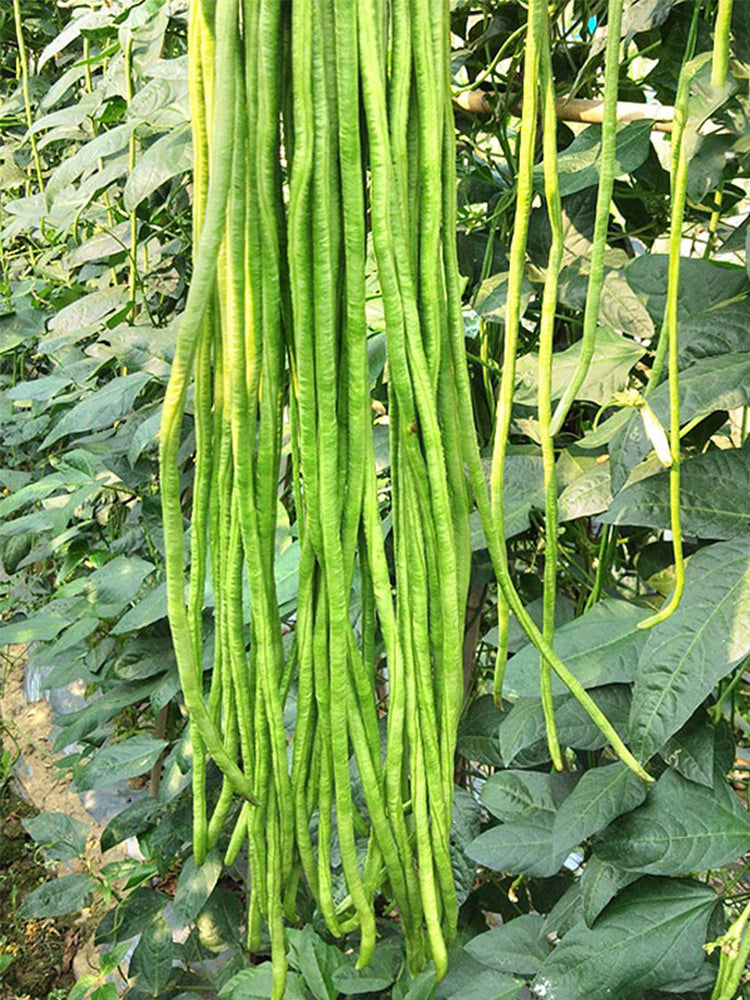 Three-foot Green Cowpea