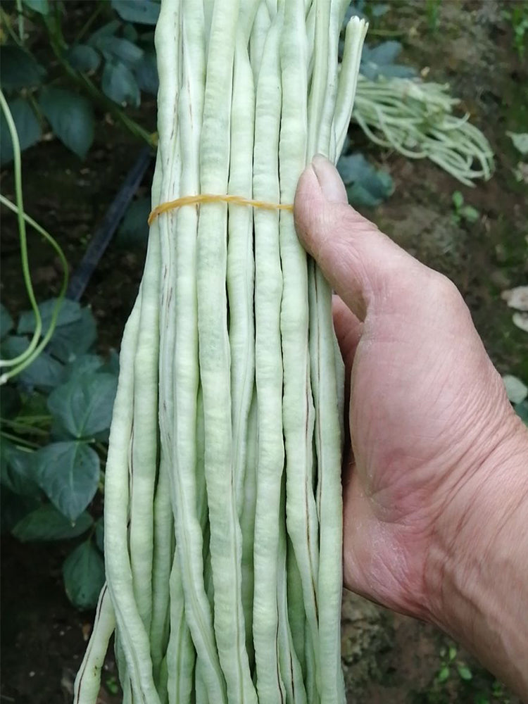 'Zhuzai' Thick-fleshed Sweet Long Bean