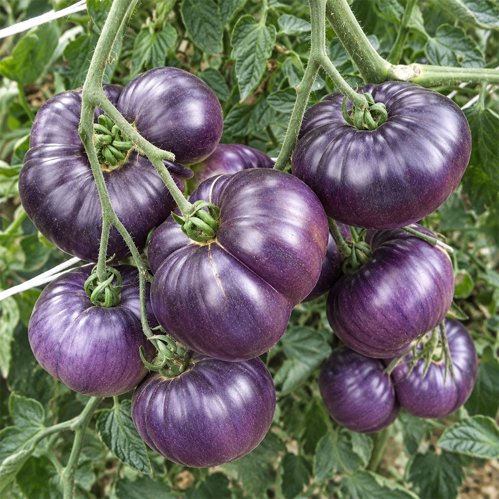 7 Azure Giant Tomato