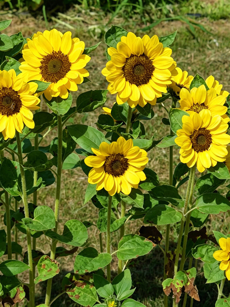 Vincent Yuzu-colored Sunflower