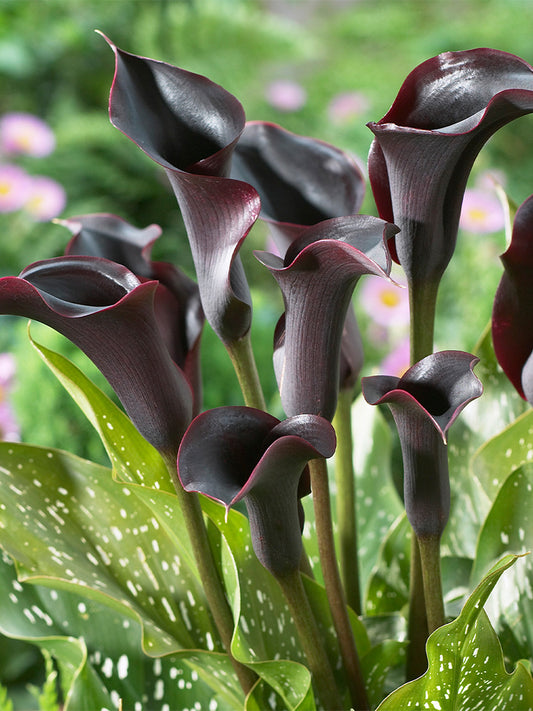 'Black Hero' Calla Lily
