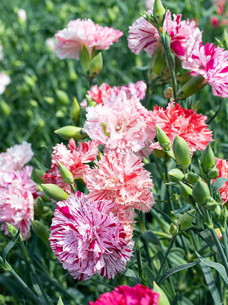 Chabaud Mixed Color Carnation