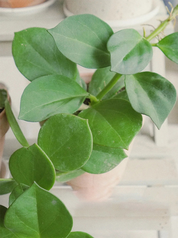 Hoya pachyclada