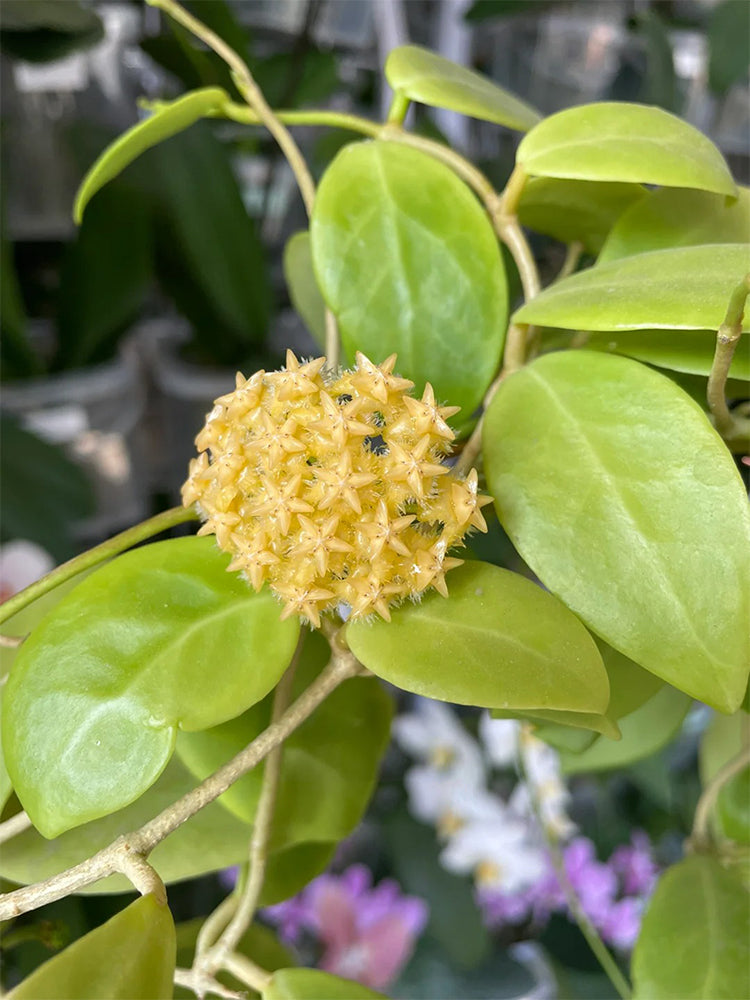 Hoya mindorensis 'Yellow Form' Unrooted Stem Cuttings