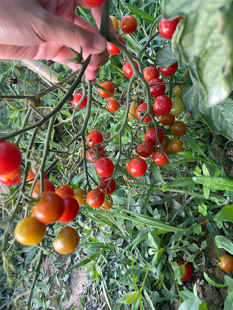 Sweet Aperitif Tomato