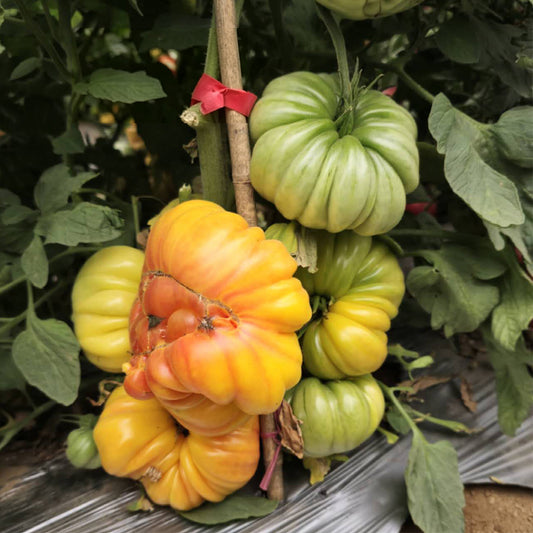 644 Carousel Tomato