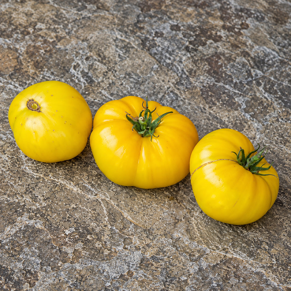 357 Casey's Pure Yellow Tomato