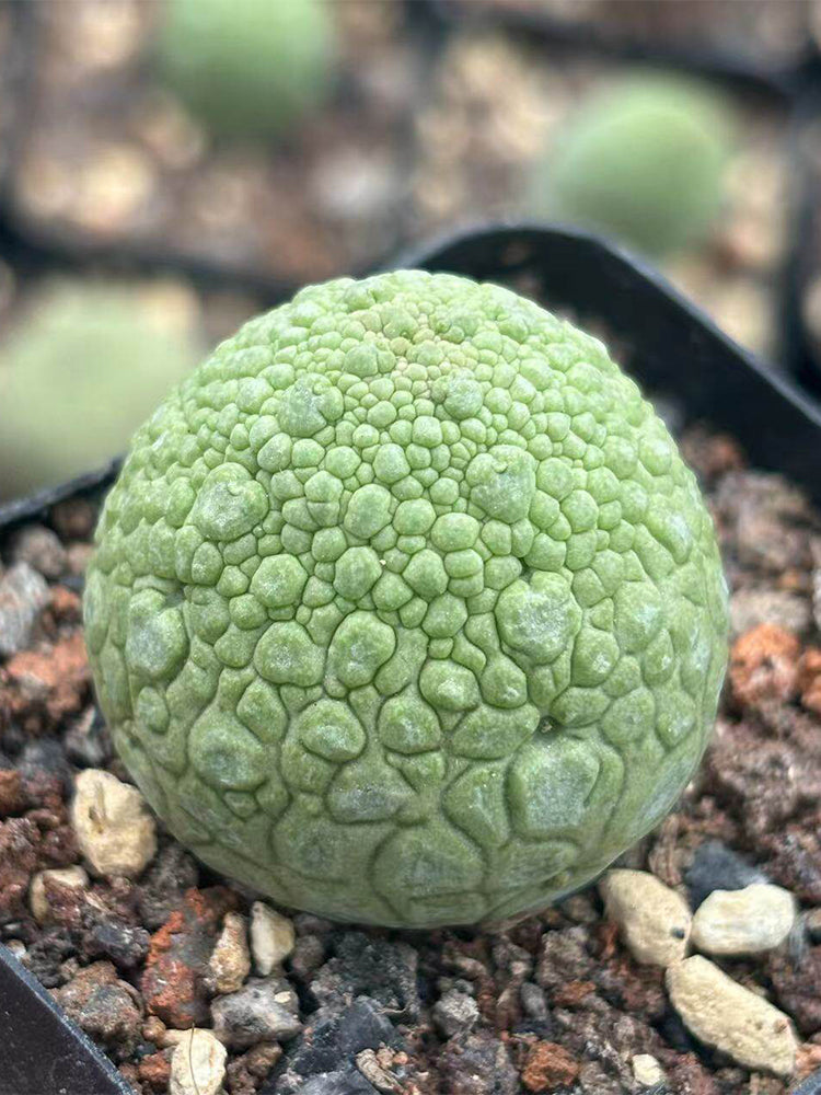 Pseudolithos migiurtinus