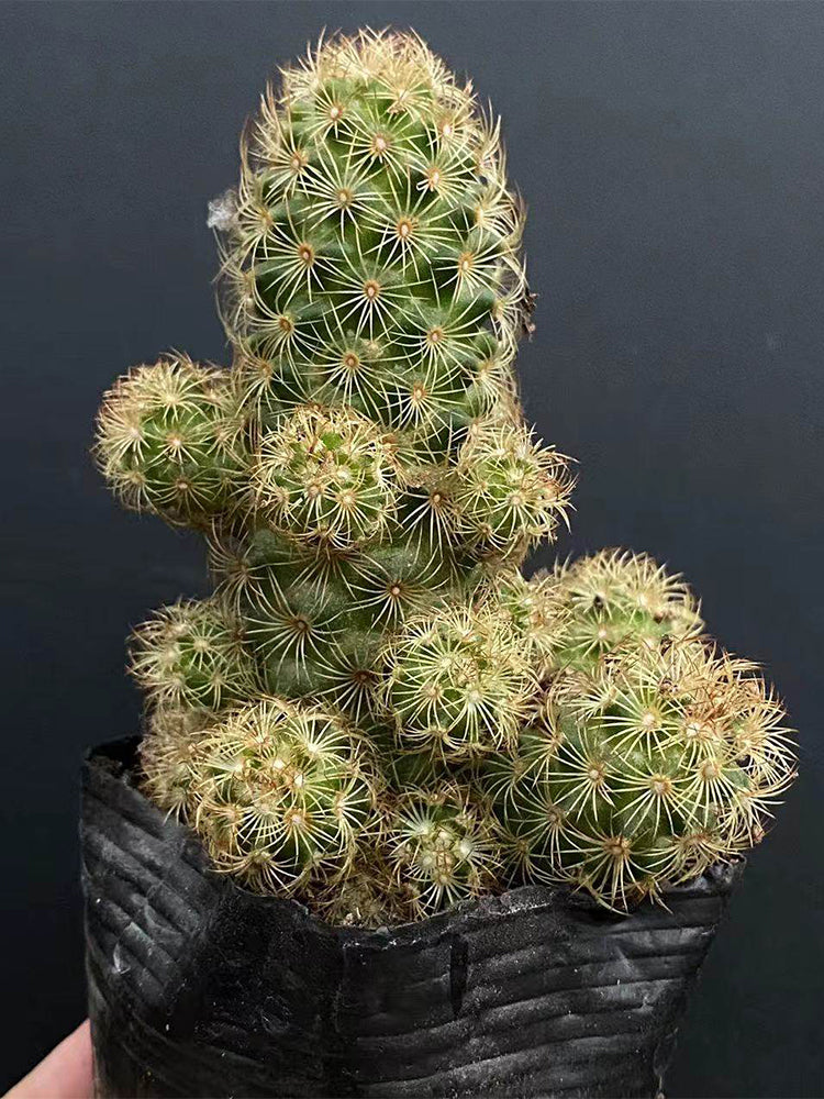 Mammillaria gracilis