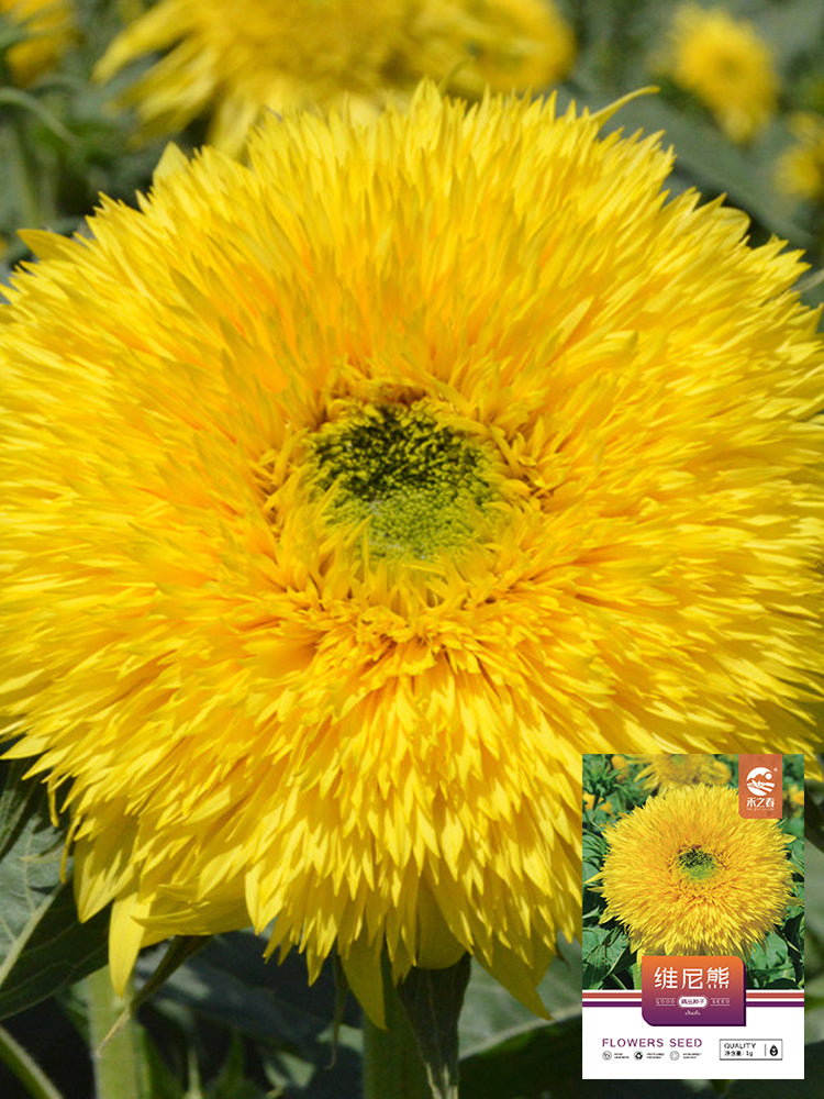 'Winnie Bear' Ornamental Sunflower