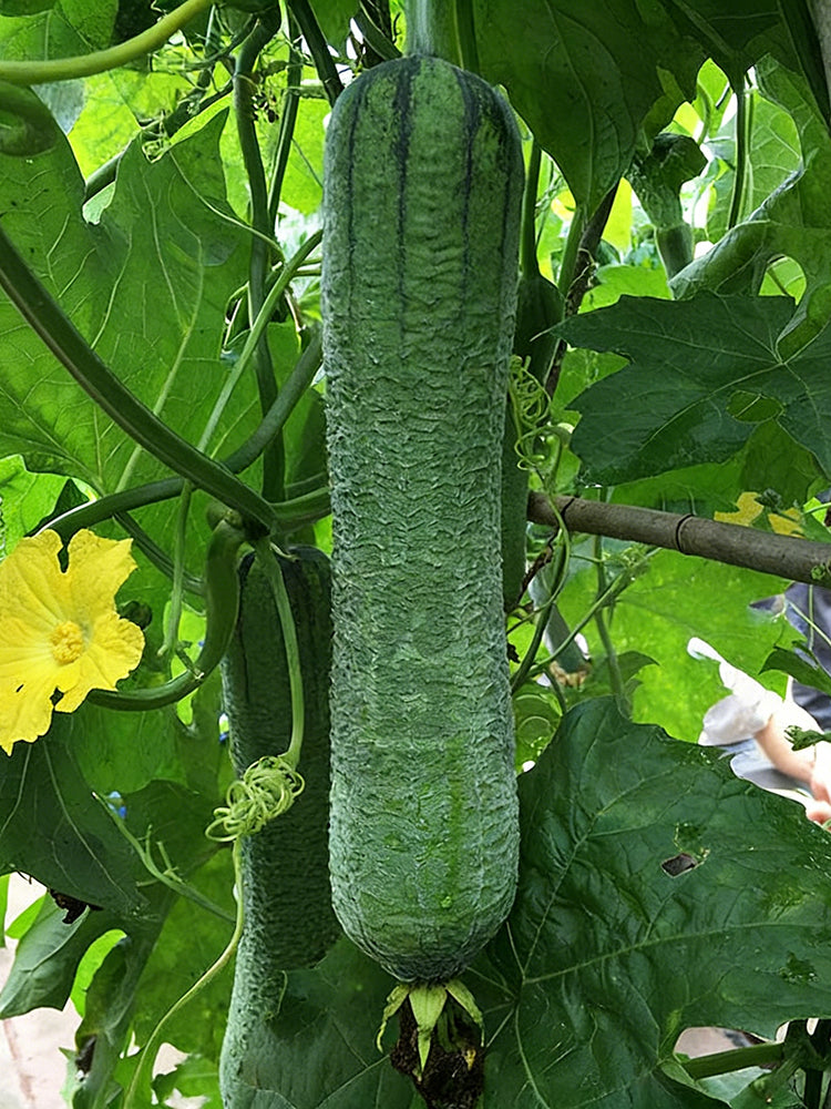 Chunxiang Luffa