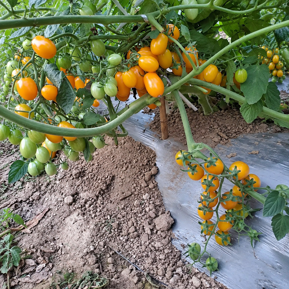 529 Yellow Datterini Tomato