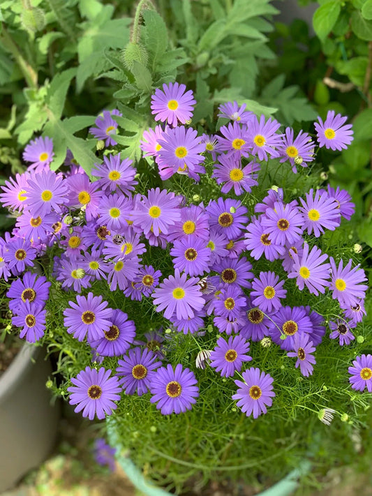 Blue Swan River Daisy