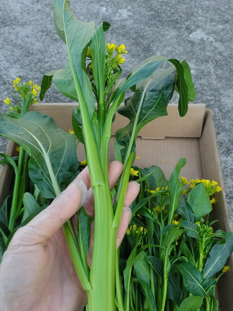 'Li Jian' 120-Day Sweet Choy Sum
