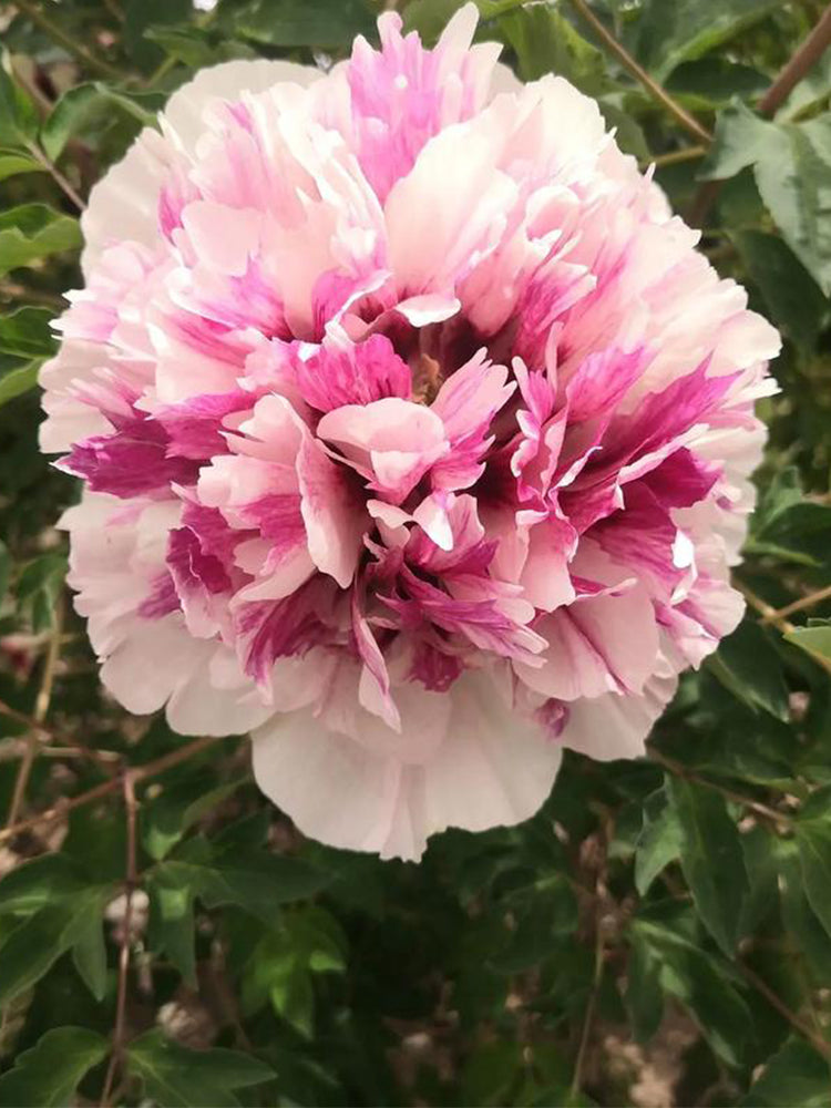 Purple-spotted Peony Mixed