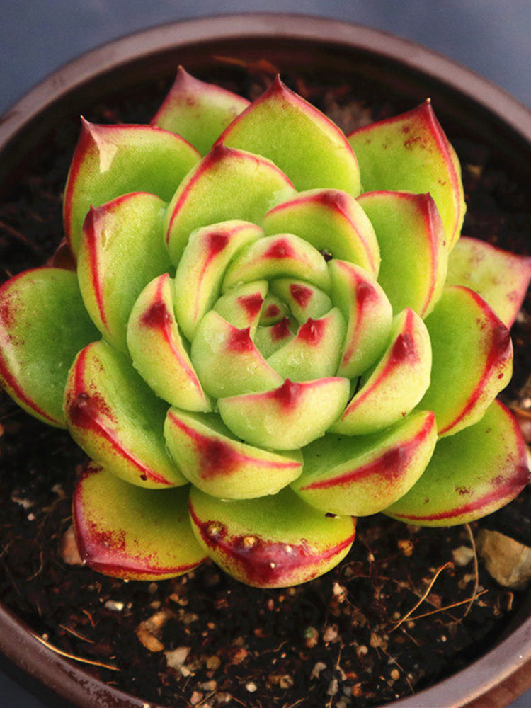 Echeveria cv. 'Gilva'