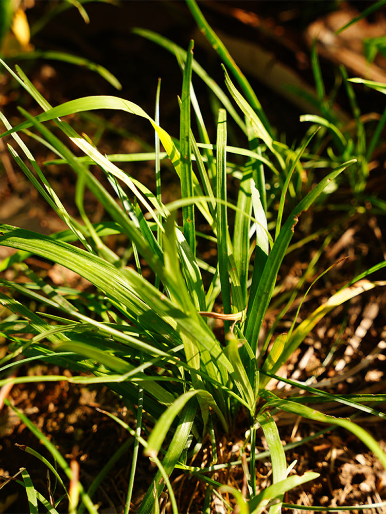 Kentucky Bluegrass