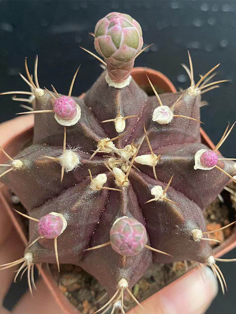 Gymnocalycium mihanovichii 'Hibotan Purple'
