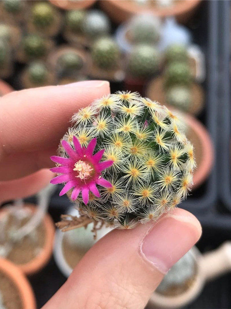 Mammillaria schiedeana