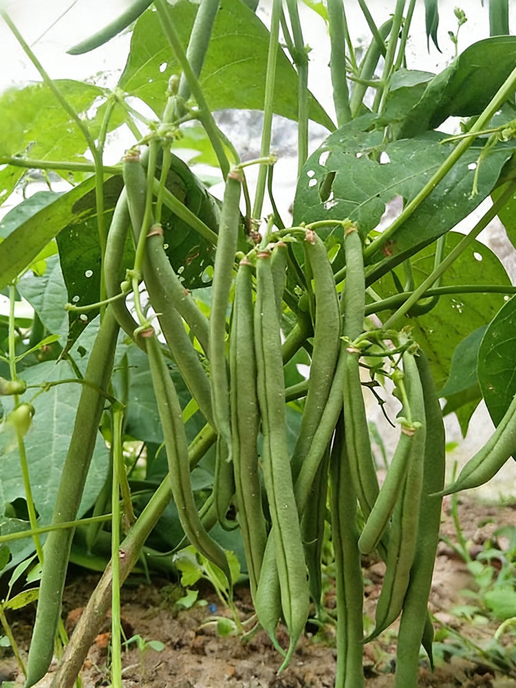 'Jiemei No. 8' Bush Bean