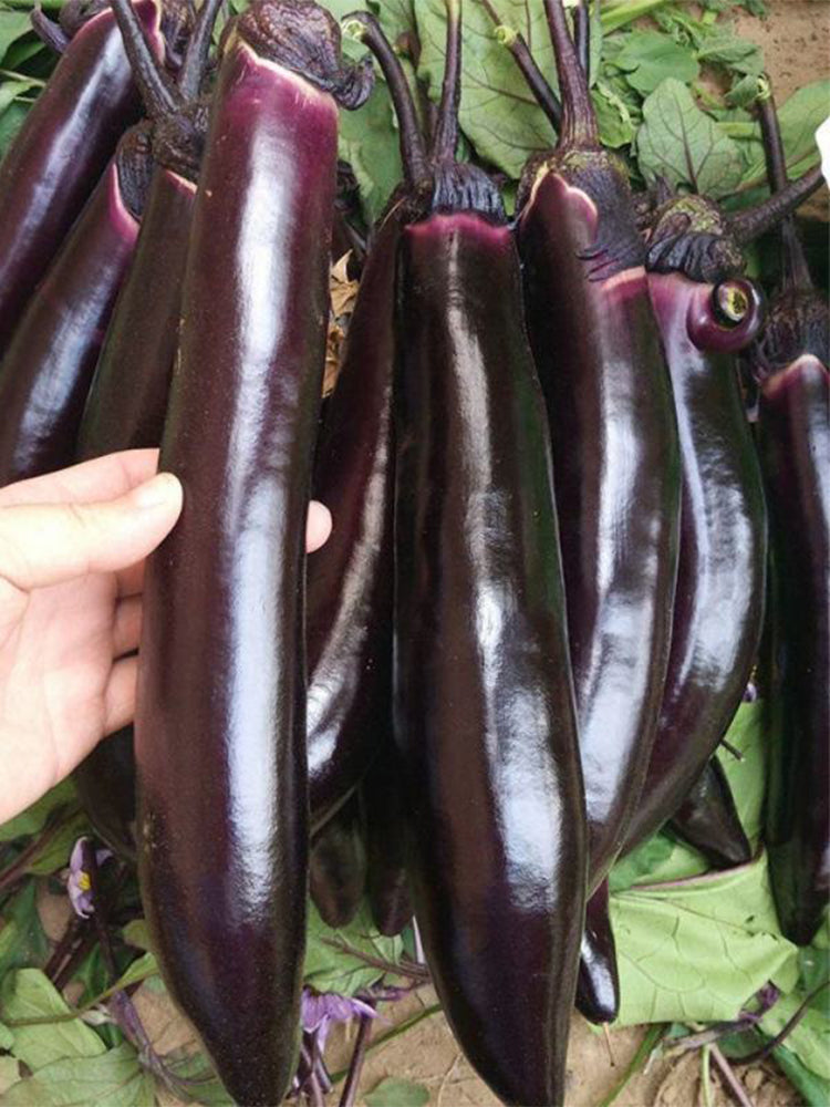 'Yuqie No.5' Eggplant