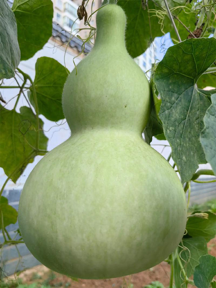 Hezhichun Giant Bottle Gourd