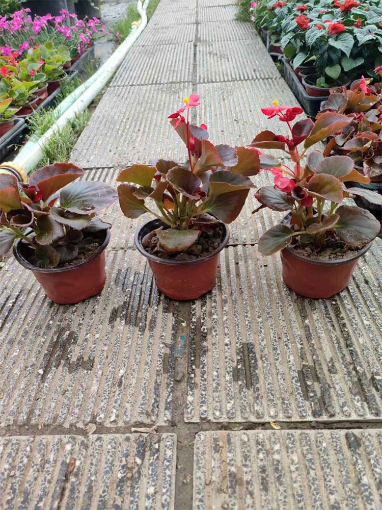 Bronze Leaf Red Flower Begonia