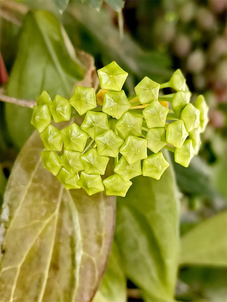 Hoya UT-033 Unrooted Stem Cuttings