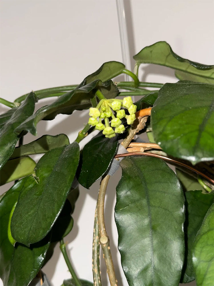 Hoya latifolia Unrooted Stem Cuttings