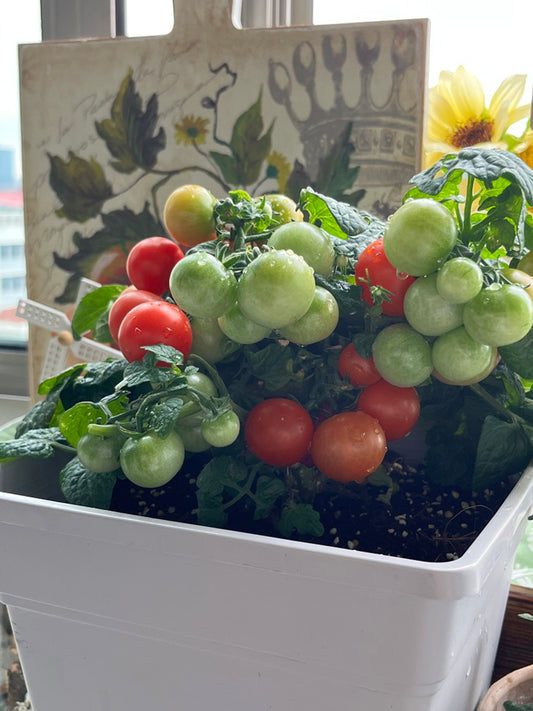Siberian Mini Greenhouse Tomato
