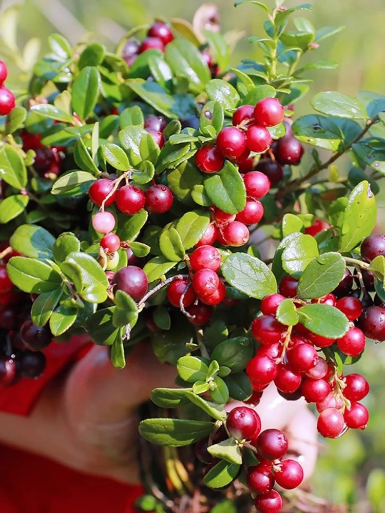 American Cranberry