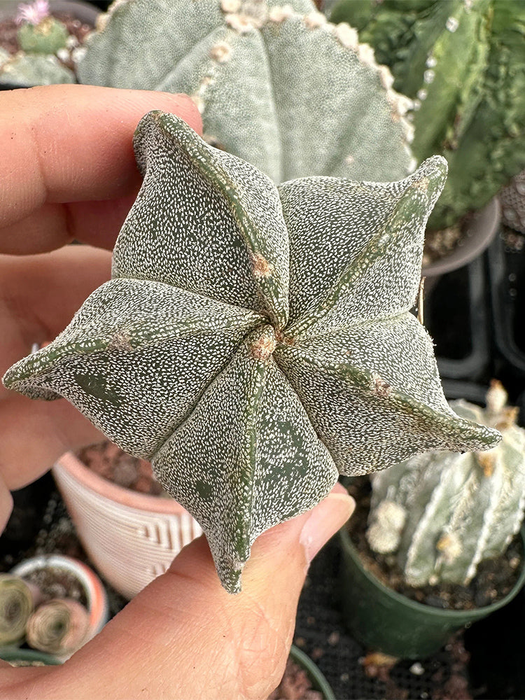 Pentagonal White-maculated Bishop's Cap Cactus