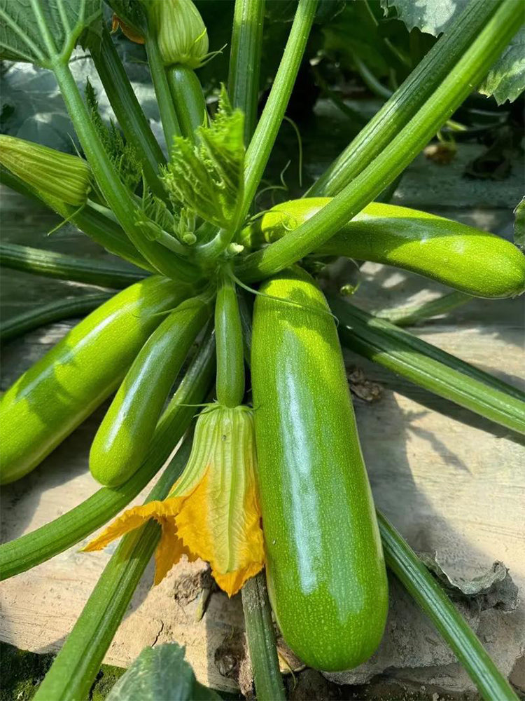 'Yalimei' Zucchini