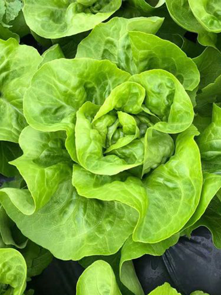 Silken Butter Lettuce (Lactuca sativa)